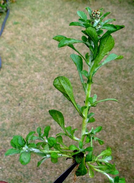 Gamochaeta americana